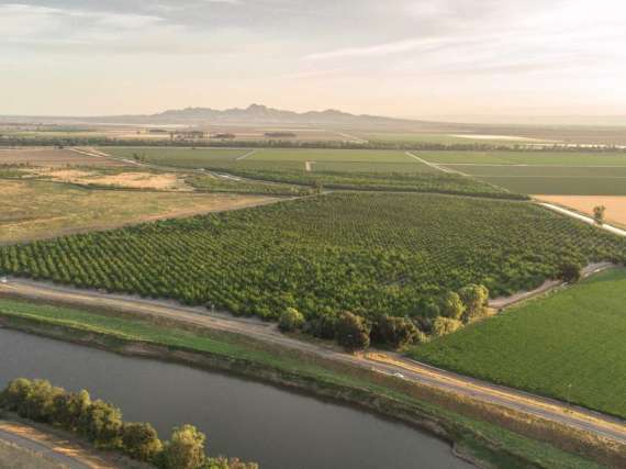 104 Acre Walnut Orchard – Meridian CA