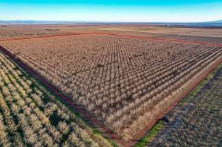 116.03 Acre Pecan Orchard – Durham CA