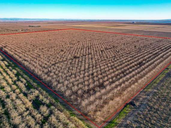 116.03 Acre Pecan Orchard – Durham CA