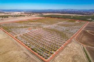 132.72 Acre Walnut Orchard – Palermo, CA