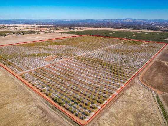 132.72 Acre Walnut Orchard – Palermo, CA