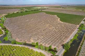 133.3 Acres Almond & Walnut Orchard – Yuba City, CA