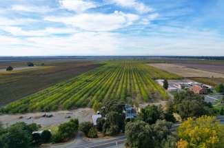 135 Acre Almond Orchard – Clarksburg, CA