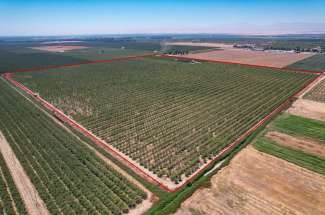 148 Acre Almond & Walnut Orchard – Artois, CA