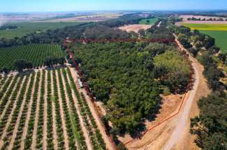 15.9 Acres – Walnut Orchard & Two Homes