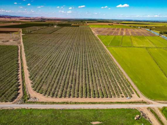 154.08 Acre Almond Orchard – Williams, CA 95987