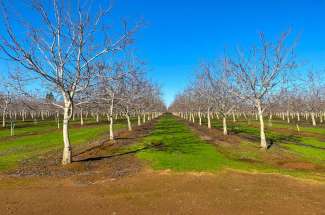 185.7 Acres Walnut Orchard – Lincoln Ca