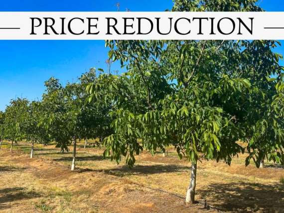 185.7 Acres Walnut Orchard – Lincoln Ca