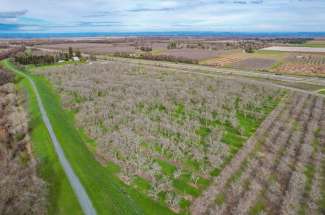 19.33 Acre Walnut Orchard – Rio Oso, CA