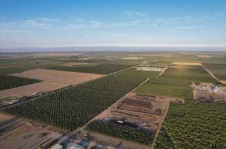 200 Acre Almond, Walnut & Olive Orchard – Orland, CA