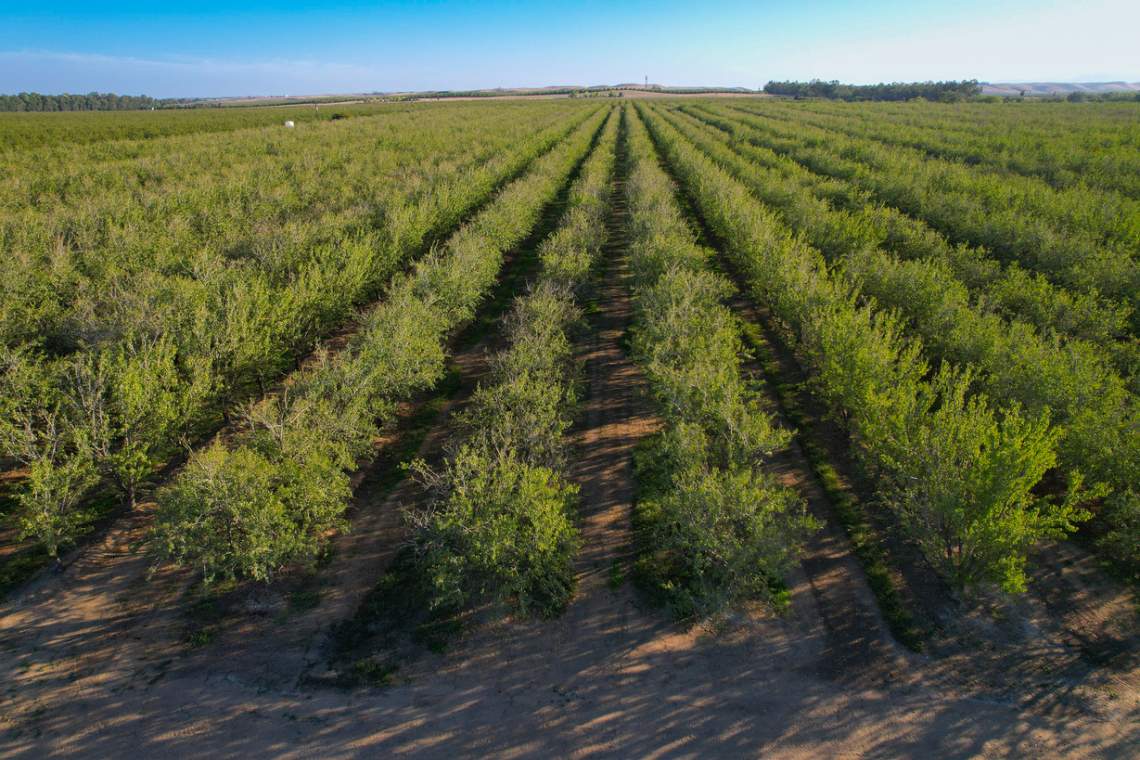 153-Acre-Almond-Orchard-pic7