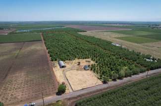 40 Acre Walnut Orchard – Chico, CA