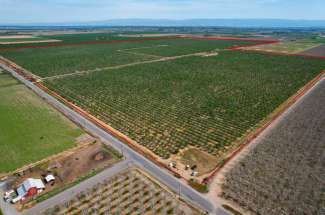 410 Acre Almond Orchard