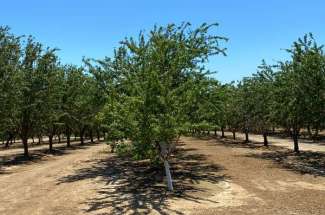 Almond Orchard, Dunnigan, CA