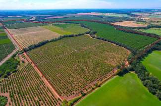 440 Acre Walnut, Prune, & Peach Orchard – Marysville, CA