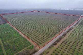 48 Acre Prune Orchard – Gridley CA