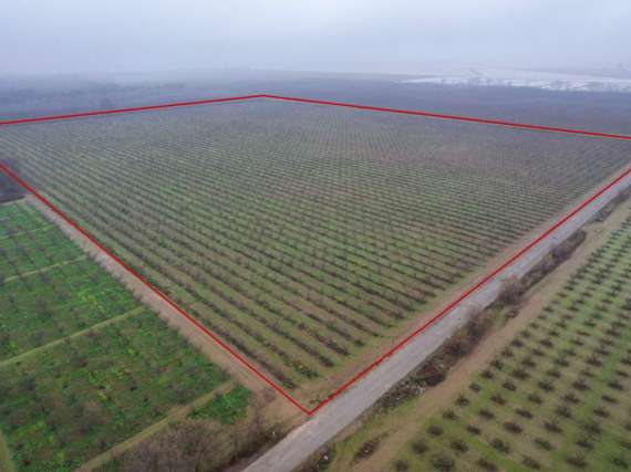 48 Acre Prune Orchard – Gridley CA