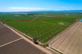 70 Acre Almond Orchard – Woodland, CA
