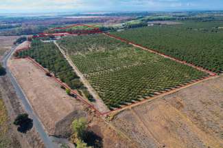 73.47 Acres – Walnut Orchard & Natural Habitat – Colusa, CA