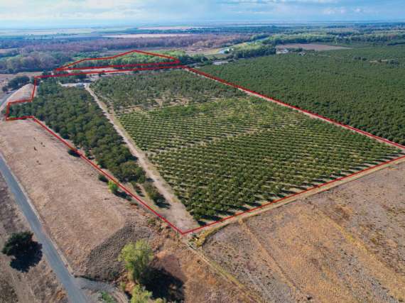 73.47 Acres – Walnut Orchard & Natural Habitat