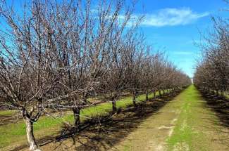 Almond Orchard, Dixon, CA