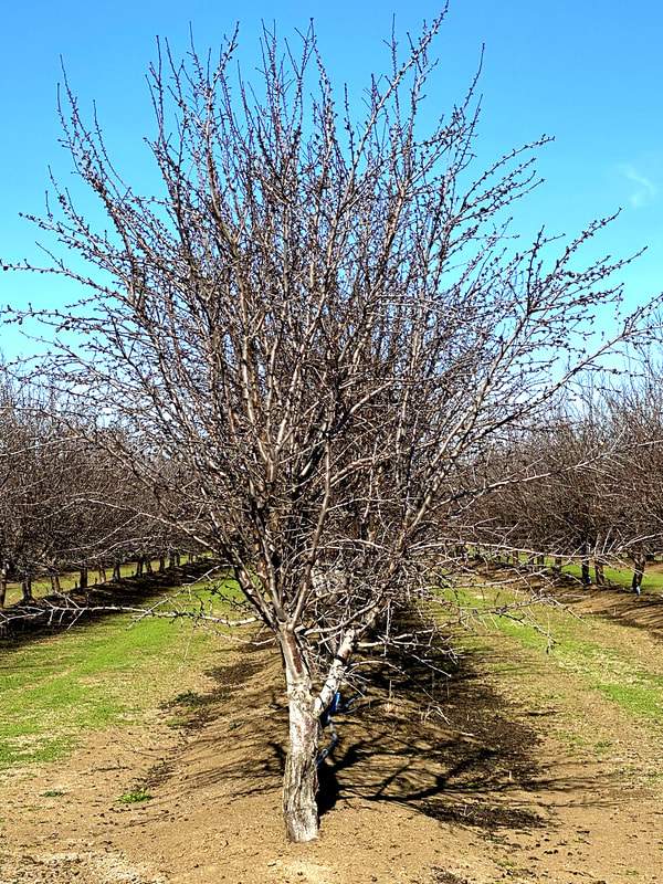 dixon-almond-orchard-11_orig
