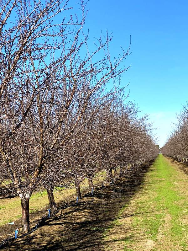 dixon-almond-orchard-12_orig