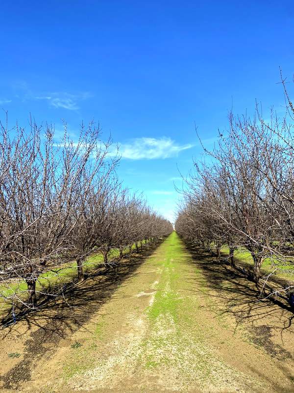 dixon-almond-orchard-6_orig