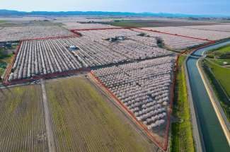 83.39 Acre Almond Orchard & House – Dunnigan, CA
