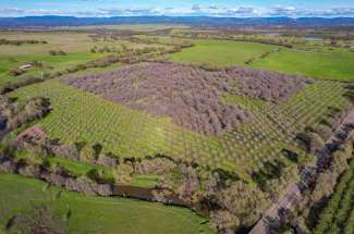 83.45 Acre Walnut Orchard – Oroville, CA