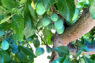 85 Acre Prune Orchard – Red Bluff, CA