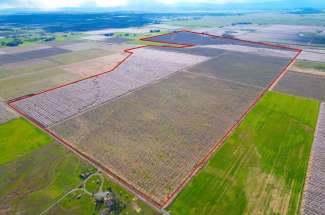 645 Acres Almond & Walnut Orchard – Orland, Ca