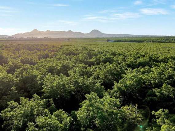 46.27 Acre Walnut & Persimmon Orchard With A House – Yuba City, CA